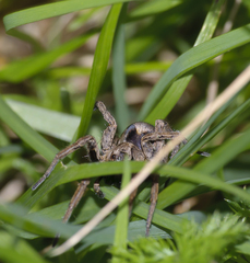 Alopecosa inquilina
