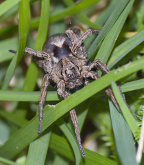 Alopecosa inquilina