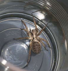 Alopecosa inquilina