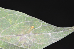 Celticecis aciculata