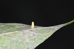 Celticecis aciculata