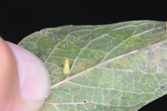 Celticecis aciculata