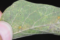 Celticecis aciculata