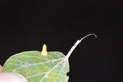 Celticecis aciculata