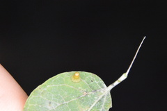 Celticecis aciculata