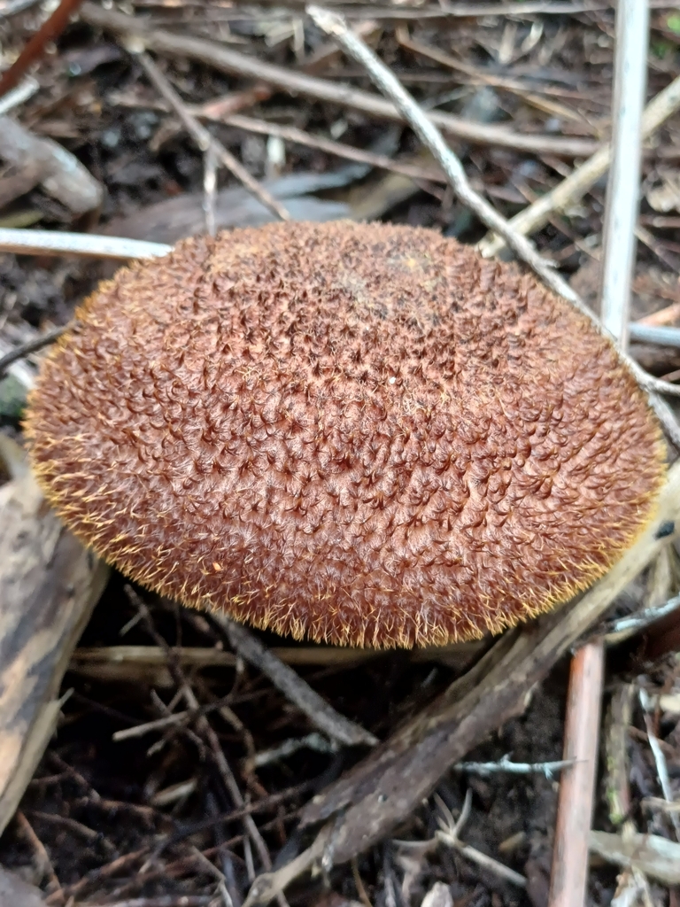 Tricholomopsis scabra · June 2025 · photo: © steviakiwi23 (iNaturalist, cc0)