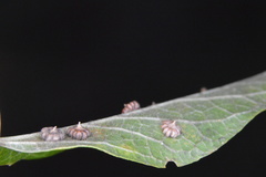 Celticecis capsularis