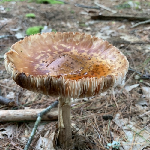 Mesoamerican Dark Volva Blusher