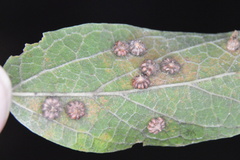 Celticecis capsularis