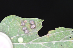 Celticecis capsularis