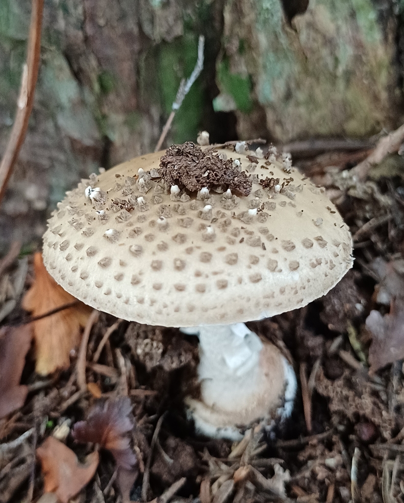 Amanita australis · June 2025 · photo: © steviakiwi23 (iNaturalist, cc0)