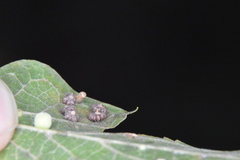 Celticecis capsularis