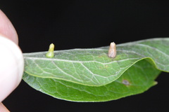 Celticecis aciculata