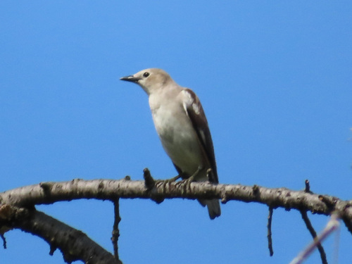 Chestnut-cheeked Starling (Agropsar philippensis), photo 10