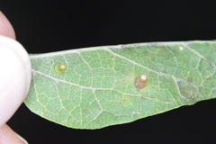 Celticecis aciculata