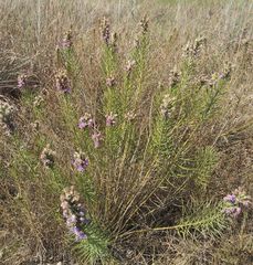 Liatris aestivalis