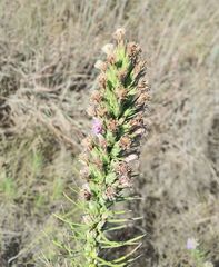 Liatris aestivalis