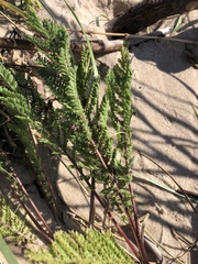 Tanacetum bipinnatum