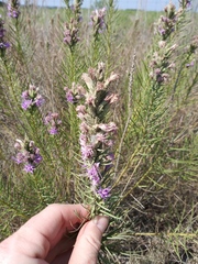 Liatris aestivalis