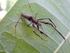 Tetragnatha bogotensis