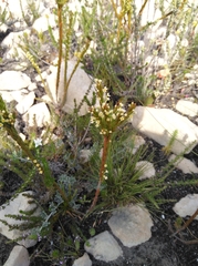 Struthiola salteri