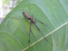 Tetragnatha bogotensis