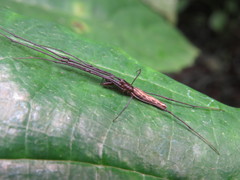 Tetragnatha bogotensis