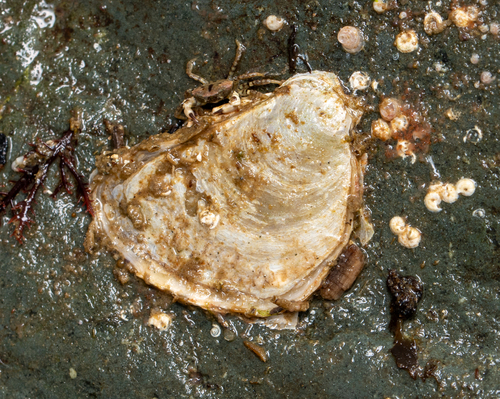 Ostrea lurida P.P.Carpenter, 1864