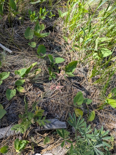 iNaturalist observation 2025-06-01