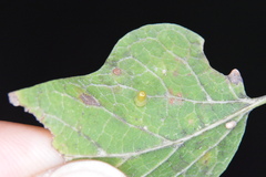 Celticecis aciculata