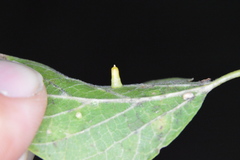 Celticecis aciculata