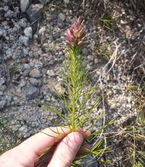 Liatris glandulosa