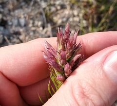 Liatris glandulosa