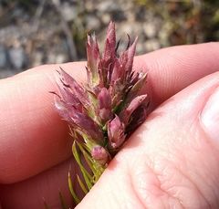 Liatris glandulosa