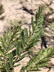 Tanacetum bipinnatum