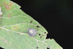 Celticecis pubescens