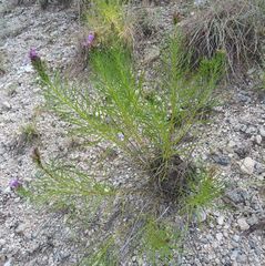 Liatris glandulosa