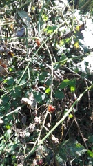 Rubus ulmifolius