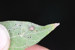 Celticecis capsularis