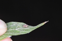 Celticecis capsularis