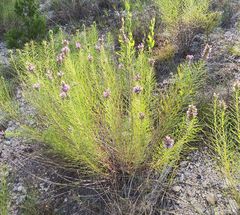 Liatris glandulosa