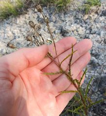 Dysodiopsis tagetoides