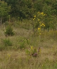 Silphium terebinthinaceum