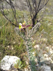 Polygala peduncularis