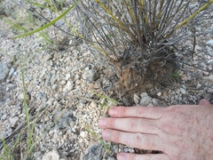 Liatris glandulosa