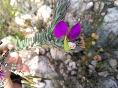 Polygala peduncularis