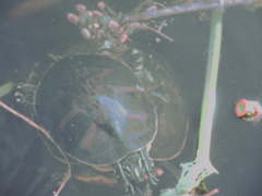 Pseudemys peninsularis