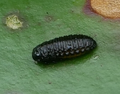 Galerucella nymphaeae