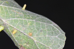 Celticecis aciculata