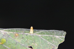 Celticecis aciculata